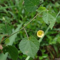 Sida cordata (Burm.f.) Borss.Waalk.
